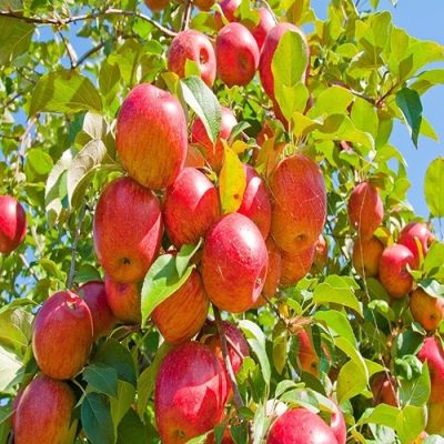 نهال-سیب-گلاب
